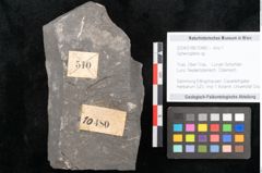 Foto (Objekt + Etikett) von Sphenopteris sp. (NHMW-GEO-2024-0188-10480)